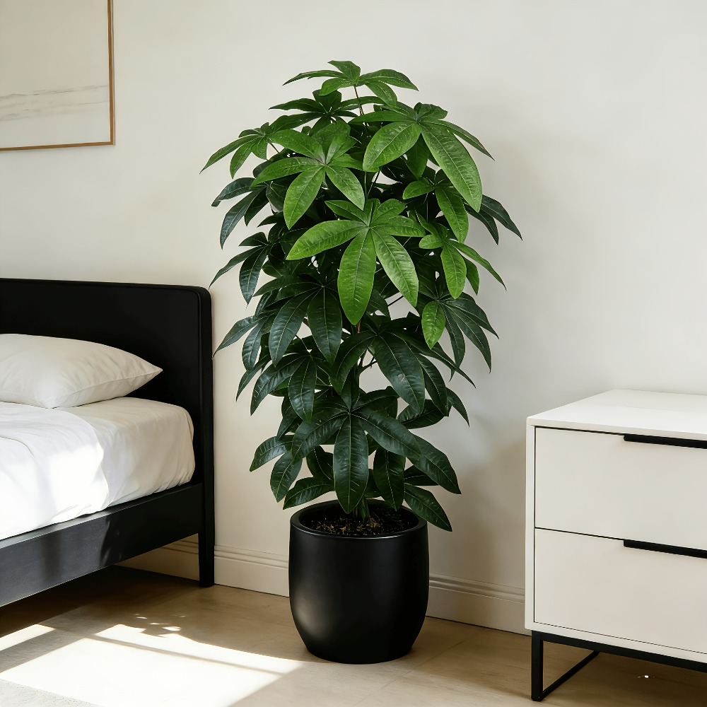 Snake Plant - شجرة المال الاصطناعية (باشيرا أكواتيكا) مع