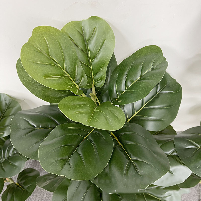 59in كبير اللبخ شجرة النباتات  - مراجعة Fiddle Leaf Fig وسعره