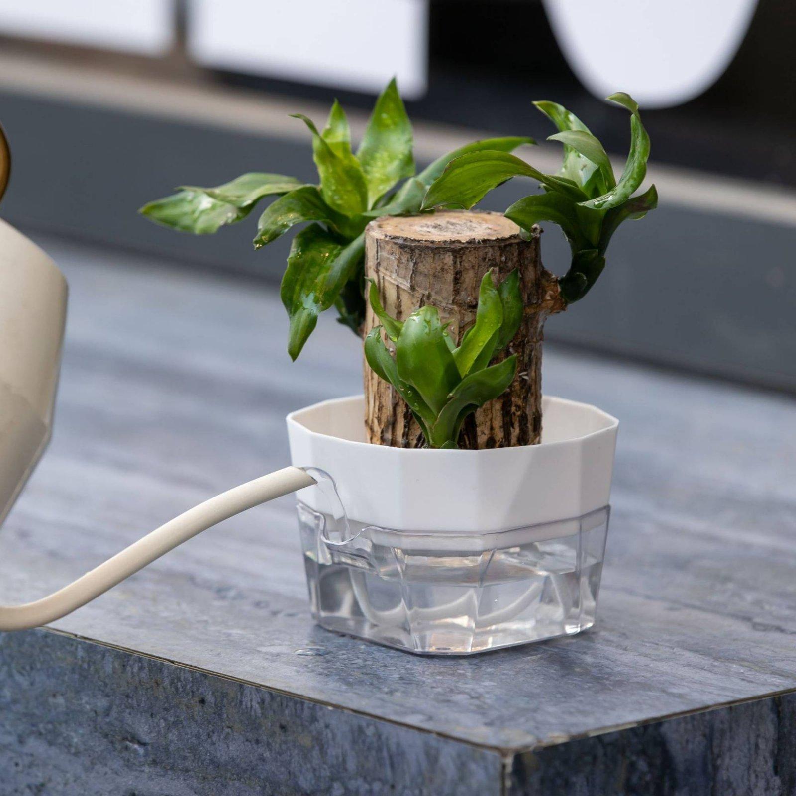 وعاء زراعة مائية ذاتي الري بطب - مراجعة Plant Pot وسعره