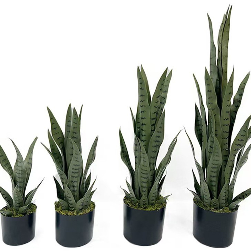 نبات السانسيفيريا الاصطناعي بط - مراجعة Snake Plant وسعره