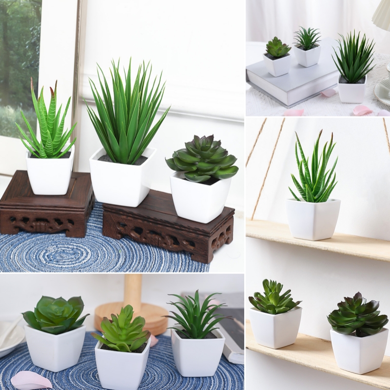 (مجموعة من 3 قطع) نباتات صغيرة - مراجعة Succulent Set وسعره