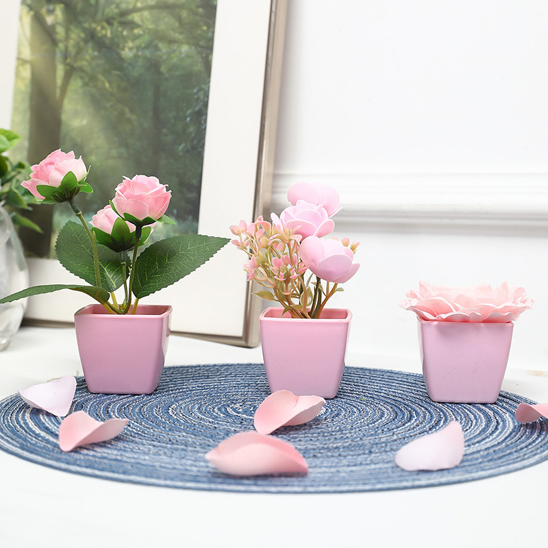 (مجموعة من 3 قطع) نباتات صغيرة - مراجعة Succulent Set وسعره