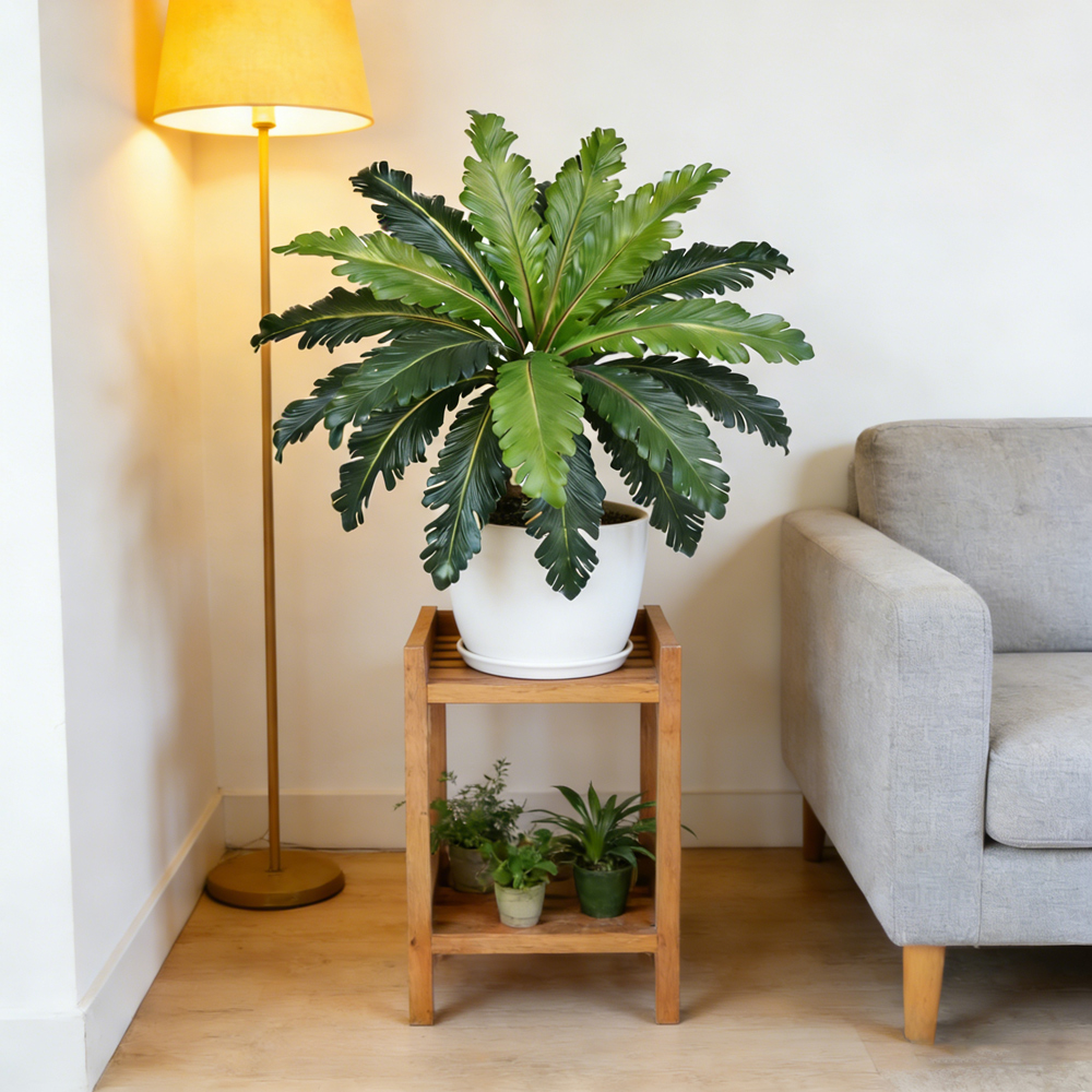 أوراق نباتات اصطناعية استوائية - مراجعة Snake Plant وسعره