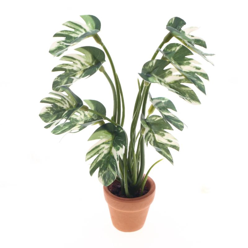 جديد. نموذج نبات مونستيرا أخضر - مراجعة Plant Pot وسعره