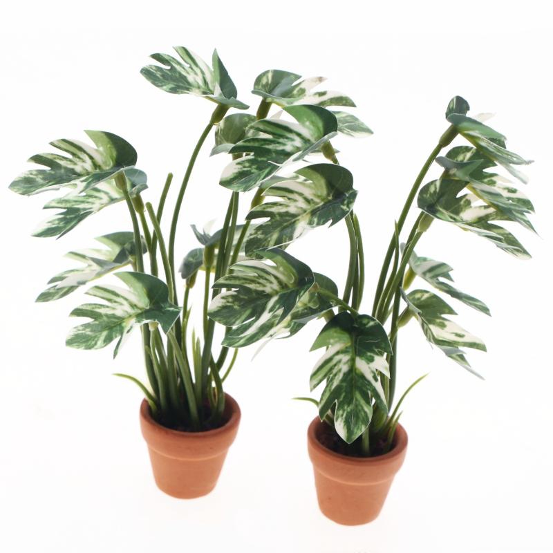 جديد. نموذج نبات مونستيرا أخضر - مراجعة Plant Pot وسعره
