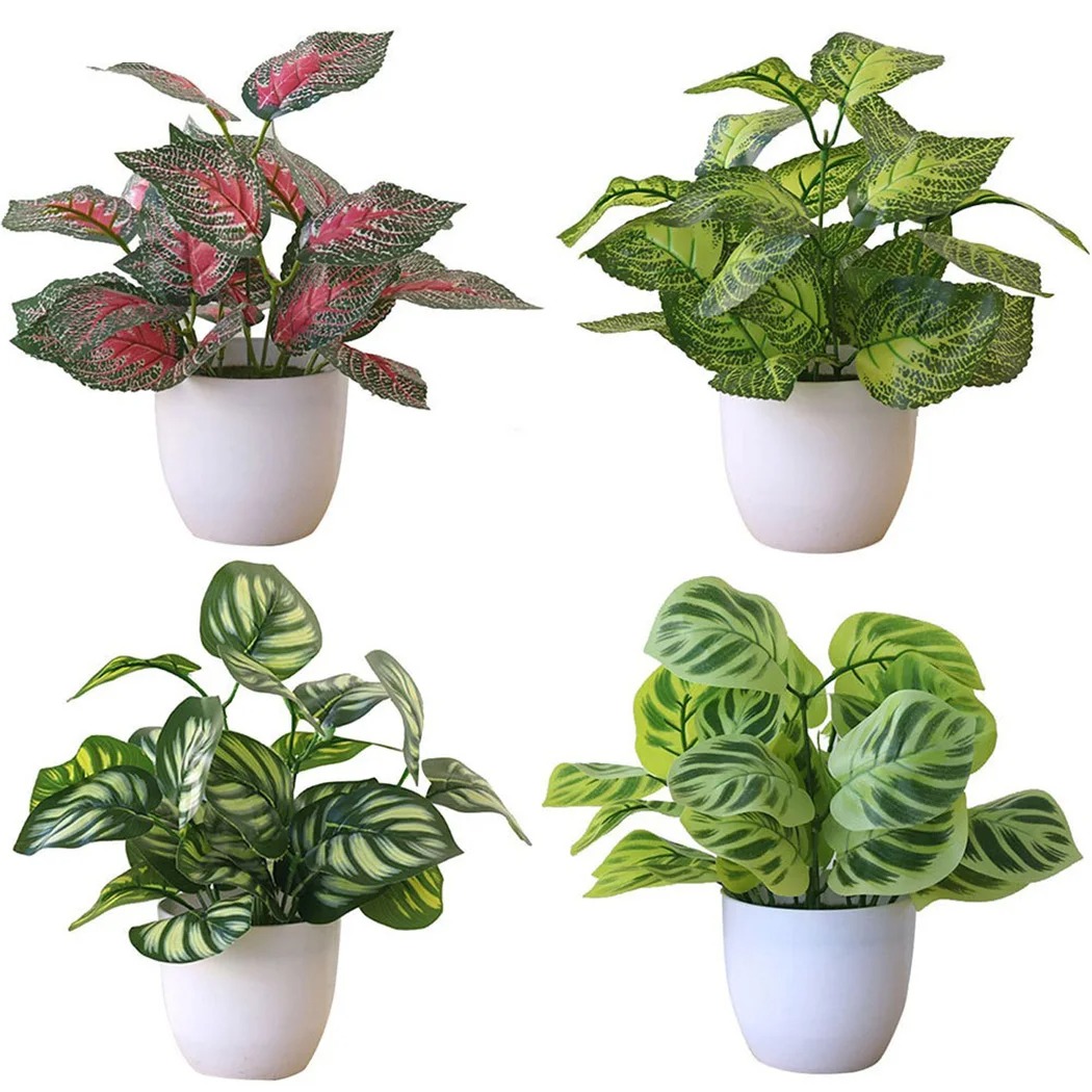 1 قطعة وعاء نبات أوراق الشجر ا - مراجعة Snake Plant وسعره