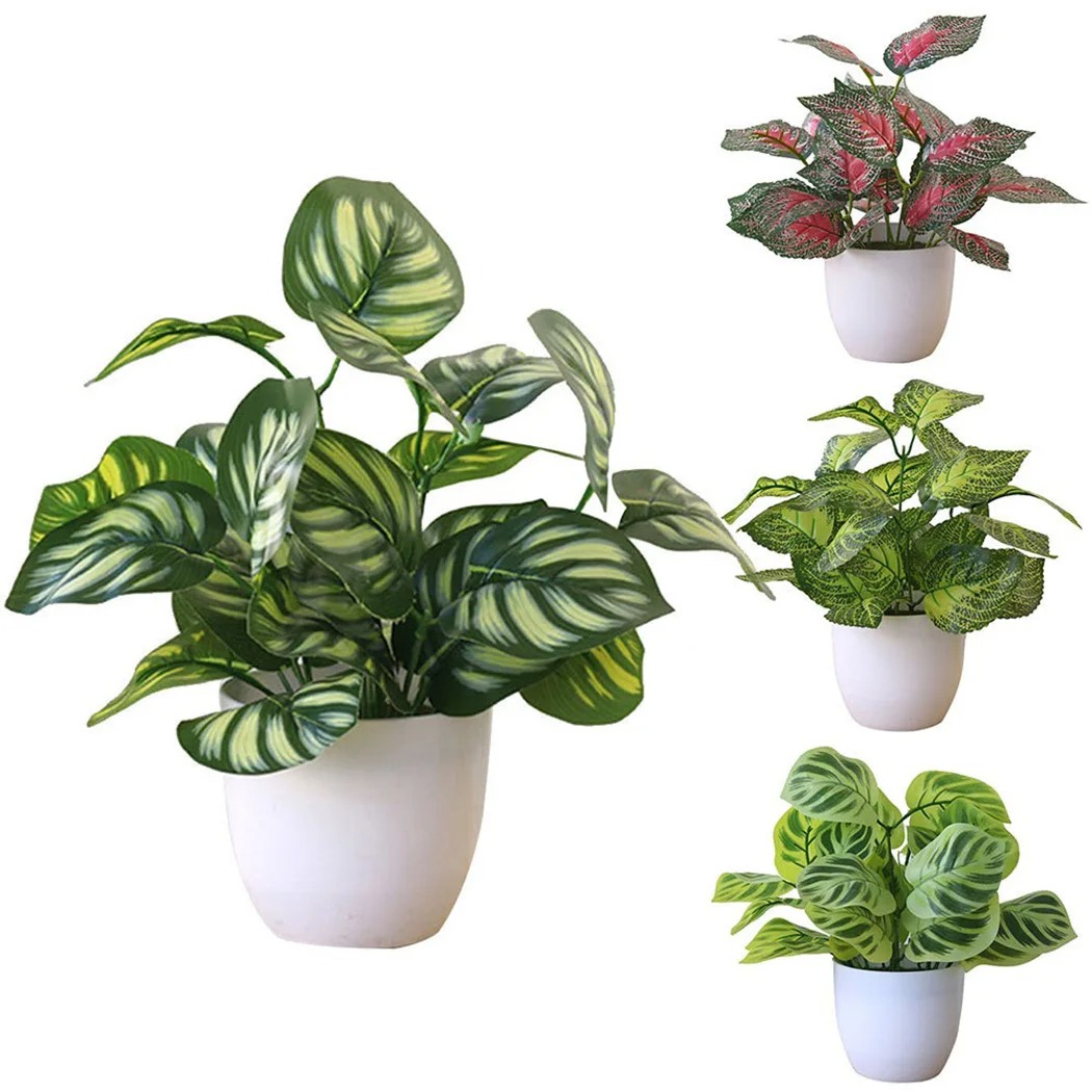 1 قطعة وعاء نبات أوراق الشجر ا - مراجعة Snake Plant وسعره