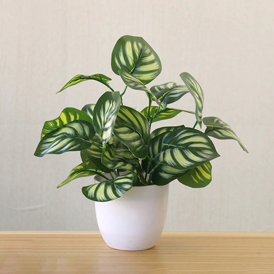 1 قطعة وعاء نبات أوراق الشجر ا - مراجعة Snake Plant وسعره