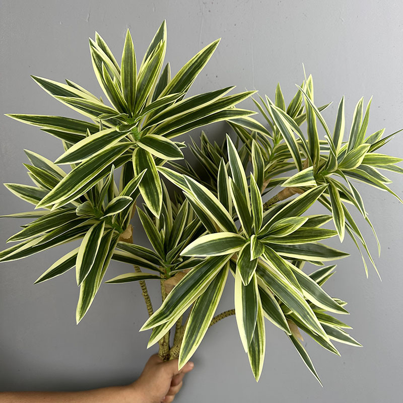 نباتات خضراء مقلدة 3 رؤوس زنبق - مراجعة Snake Plant وسعره