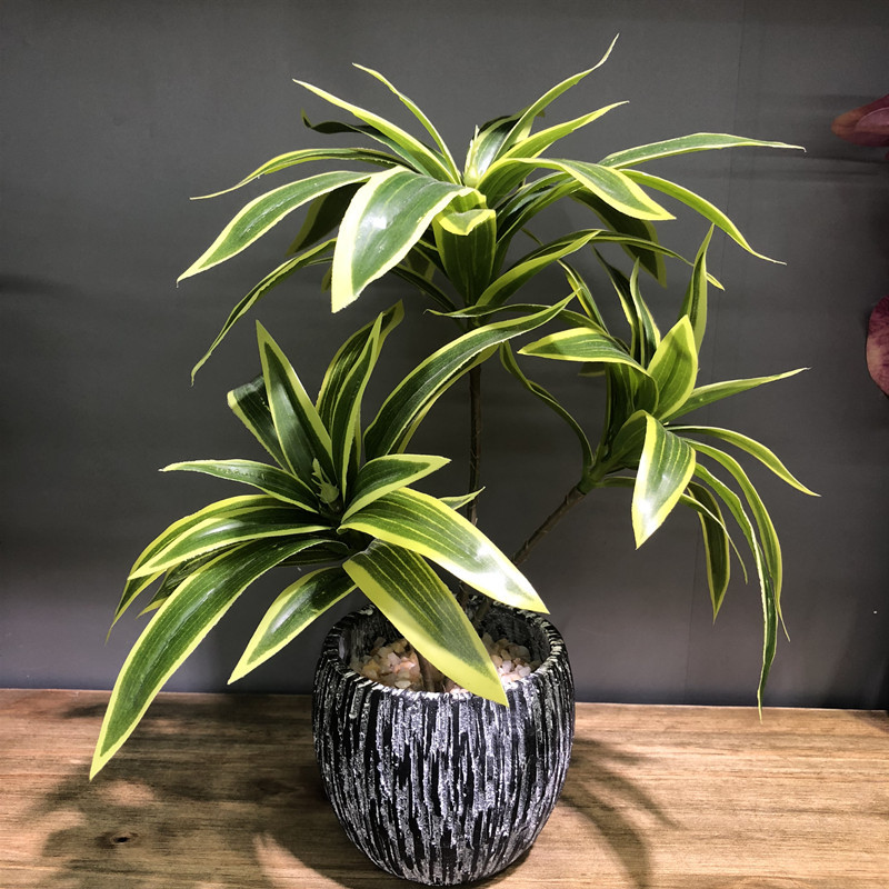35 سنتيمتر 3 شوكة سطح المكتب ا - مراجعة Snake Plant وسعره