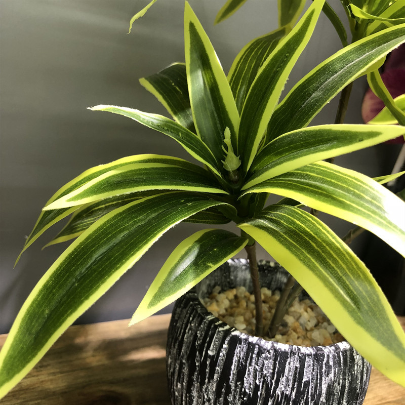 35 سنتيمتر 3 شوكة سطح المكتب ا - مراجعة Snake Plant وسعره